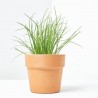 CEBOLLINO MACETA 11CM VERDECORA