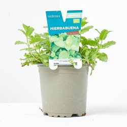 HIERBA BUENA MACETA 11CM VERDECORA