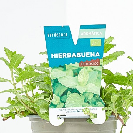 HIERBA BUENA MACETA 11CM VERDECORA