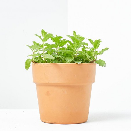 HIERBA BUENA MACETA 11CM VERDECORA