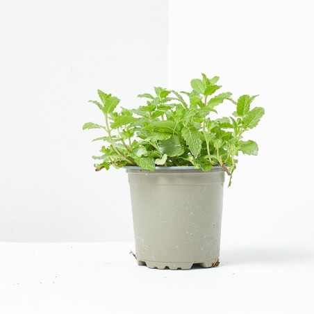 HIERBA BUENA MACETA 11CM VERDECORA
