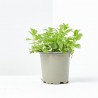HIERBA BUENA MACETA 11CM VERDECORA
