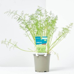 ENELDO MACETA 11CM VERDECORA