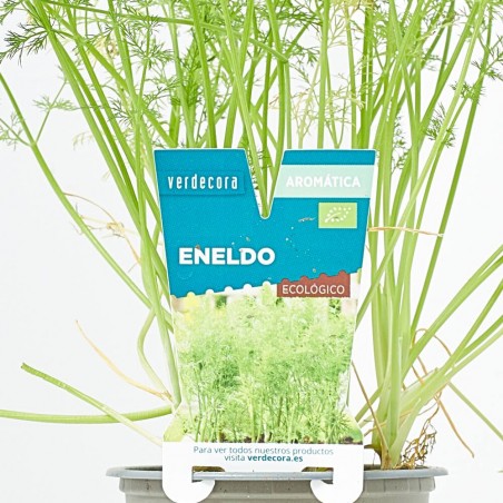 ENELDO MACETA 11CM VERDECORA