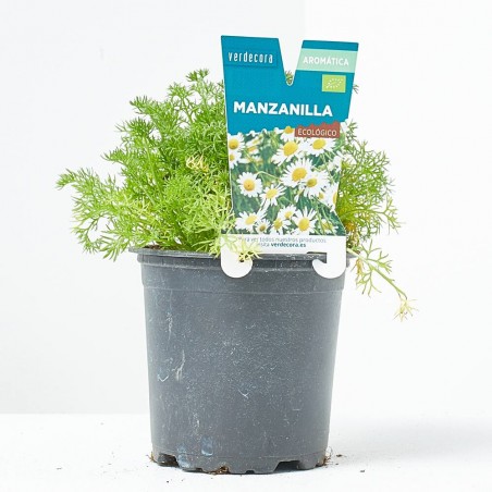 MANZANILLA MACETA 11CM VERDECORA