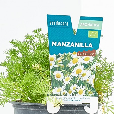 MANZANILLA MACETA 11CM VERDECORA