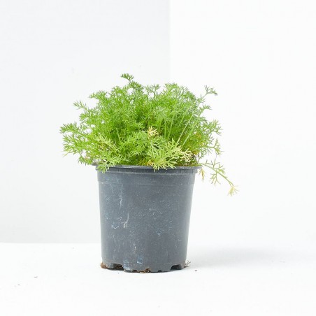 MANZANILLA MACETA 11CM VERDECORA