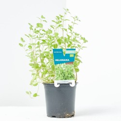 MEJORANA MACETA 11CM VERDECORA