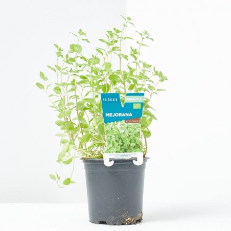 MEJORANA MACETA 11CM VERDECORA