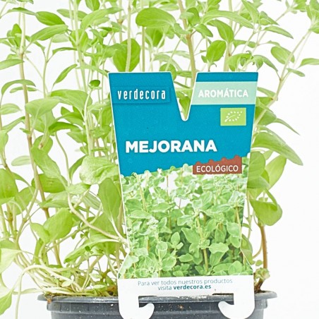 MEJORANA MACETA 11CM VERDECORA