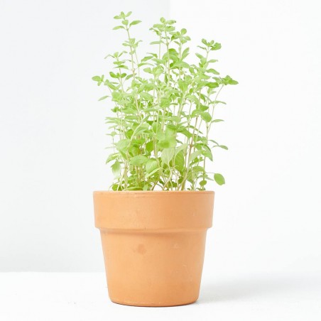 MEJORANA MACETA 11CM VERDECORA