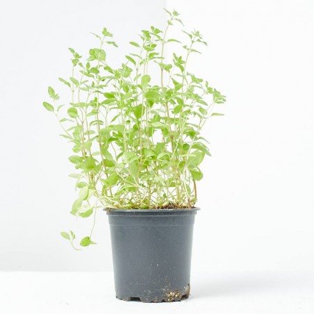 MEJORANA MACETA 11CM VERDECORA