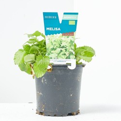 MELISA MACETA 11CM VERDECORA