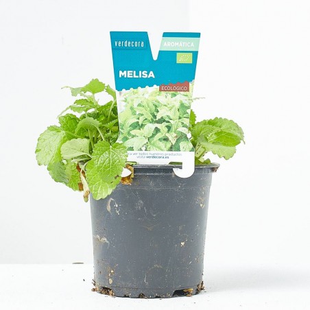 MELISA MACETA 11CM VERDECORA