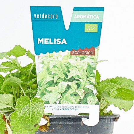 MELISA MACETA 11CM VERDECORA