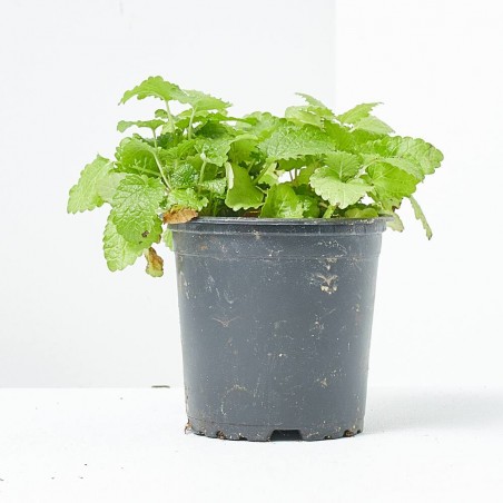 MELISA MACETA 11CM VERDECORA