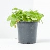 MELISA MACETA 11CM VERDECORA