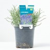 LAVANDA MACETA 11CM VERDECORA