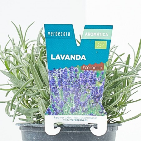 LAVANDA MACETA 11CM VERDECORA