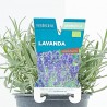 LAVANDA MACETA 11CM VERDECORA