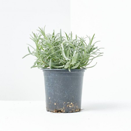 LAVANDA MACETA 11CM VERDECORA