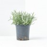 LAVANDA MACETA 11CM VERDECORA