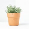 LAVANDA MACETA 11CM VERDECORA