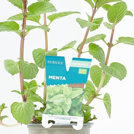 MENTA M-11 VERDECORA