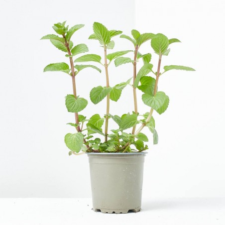 MENTA M-11 VERDECORA