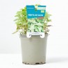 NEPETA CATARIA MACETA 11CM VERDECORA