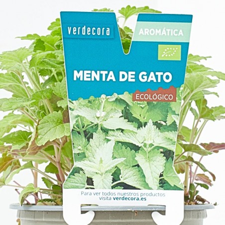 NEPETA CATARIA MACETA 11CM VERDECORA