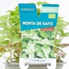 NEPETA CATARIA MACETA 11CM VERDECORA