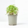 NEPETA CATARIA MACETA 11CM VERDECORA
