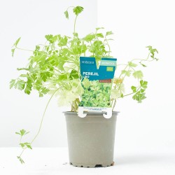 PEREJIL LISO MACETA 11CM VERDECORA