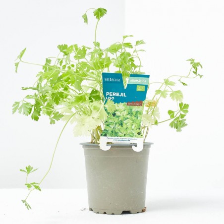 PEREJIL LISO MACETA 11CM VERDECORA