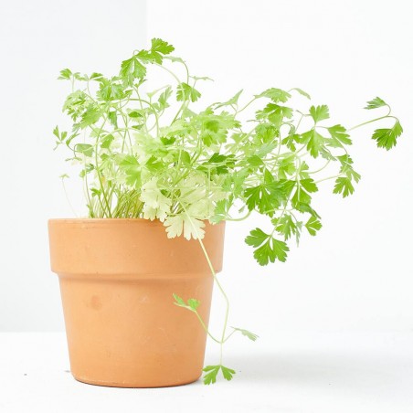 PEREJIL LISO MACETA 11CM VERDECORA