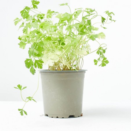 PEREJIL LISO MACETA 11CM VERDECORA