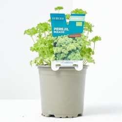 PEREJIL RIZADO M-11 VERDECORA