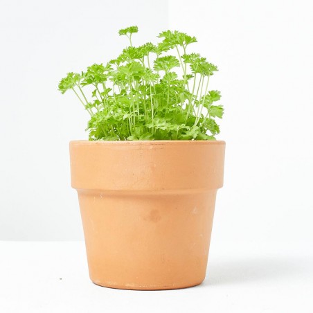 PEREJIL RIZADO M-11 VERDECORA