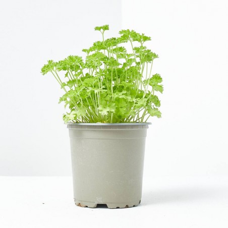 PEREJIL RIZADO M-11 VERDECORA