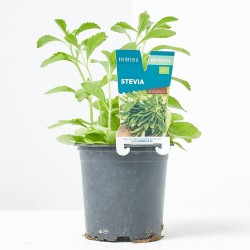 STEVIA M-11 VERDECORA