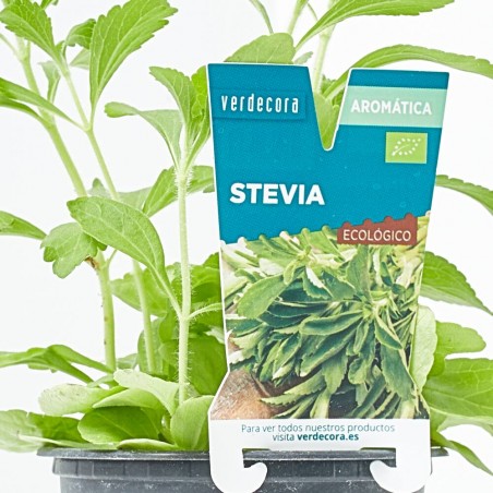 STEVIA M-11 VERDECORA