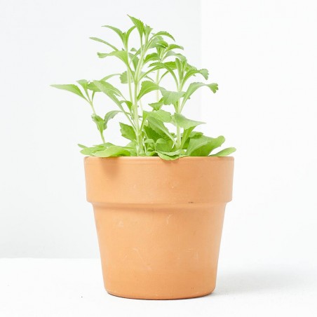 STEVIA M-11 VERDECORA