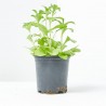 STEVIA M-11 VERDECORA
