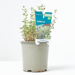 TOMILLO M-11 VERDECORA