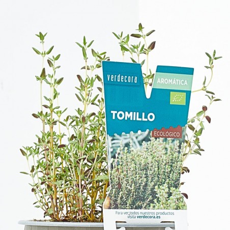 TOMILLO M-11 VERDECORA