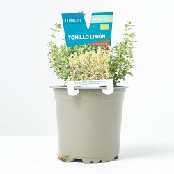 TOMILLO LIMÓN MACETA 11CM VERDECORA