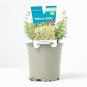 TOMILLO LIMÓN MACETA 11CM VERDECORA