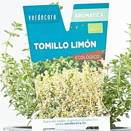 TOMILLO LIMÓN MACETA 11CM VERDECORA