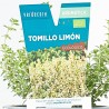 TOMILLO LIMÓN MACETA 11CM VERDECORA